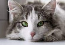 help cure the cat's eye infection