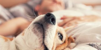 Is melatonin for dogs safe